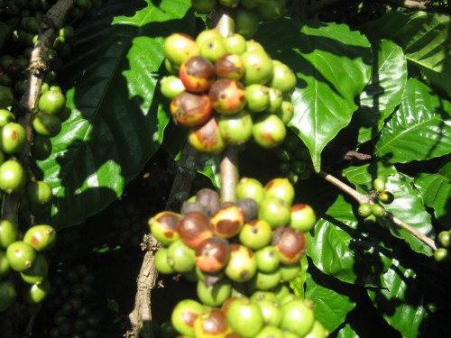 Bệnh thối libe trên cây cà phê