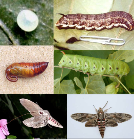 Hình 2: Trứng, ấu trùng, nhộng và bướm trưởng thành của sâu sa