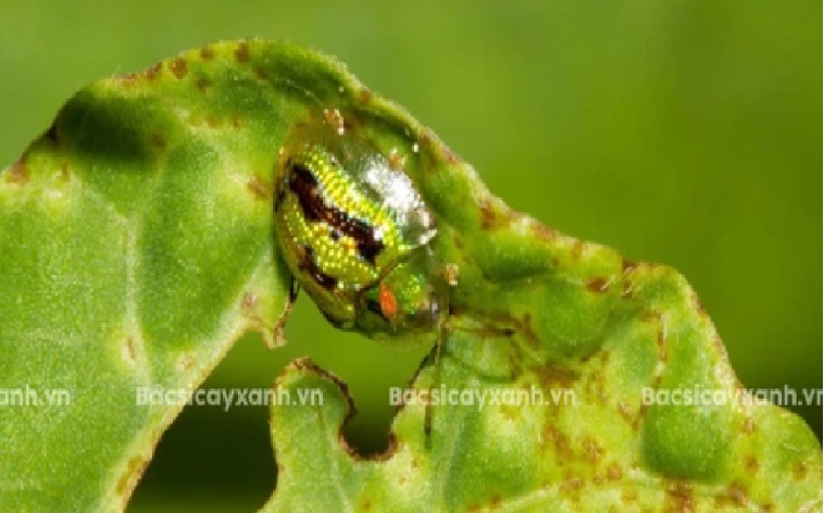 Hình 4: Dấu hiệu ba ba ăn lá gây hại