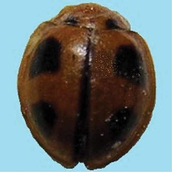 Hình 2: Ba ba 4 chấm màu nâu trưởng thành