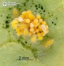 Hình 3: Trứng và ấu trùng của loài ba ba 4 chấm màu nâu