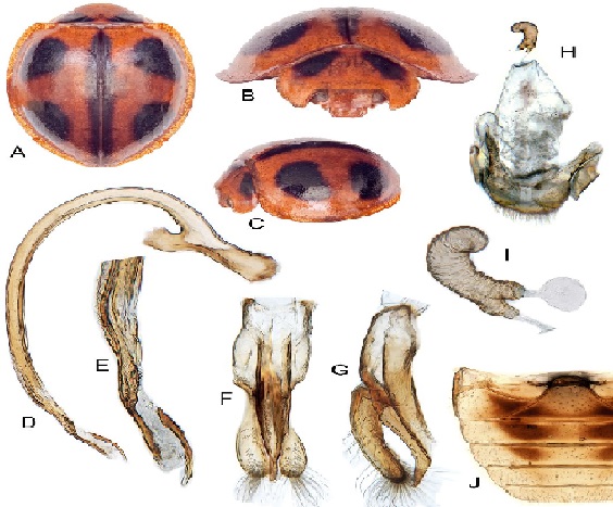 Hình 1: Ba ba bốn chấm màu nâu gây hại trên khoai lang