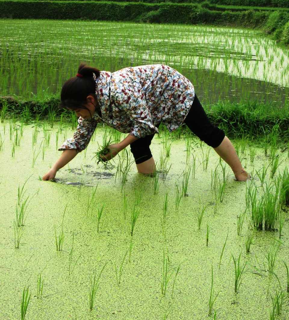 cấy lúa với mật độ vừa phải