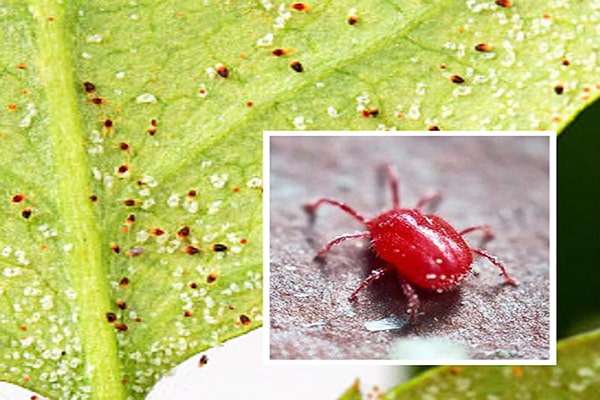 Hình 1: Nhện đỏ gây hại cây cà chua