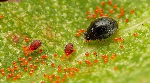 Hình 4. Bọ rùa Stethorus sp.