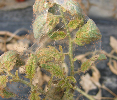 Hình 3. Lá cà chua có nhện đỏ gây hại